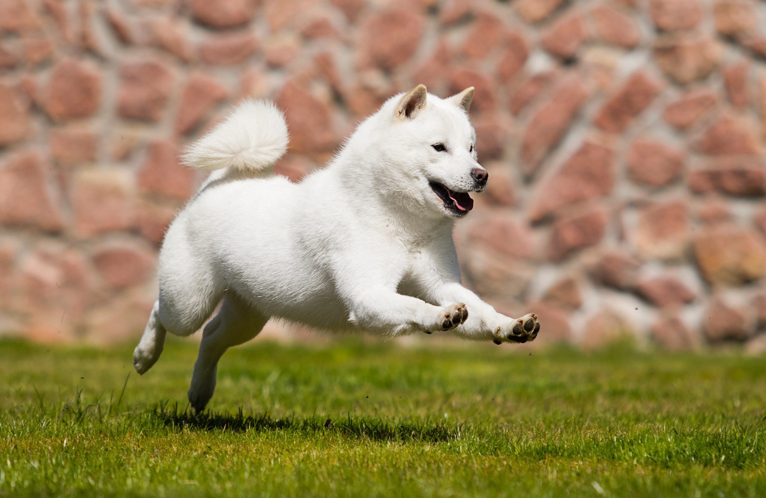 hokkaido dog runs