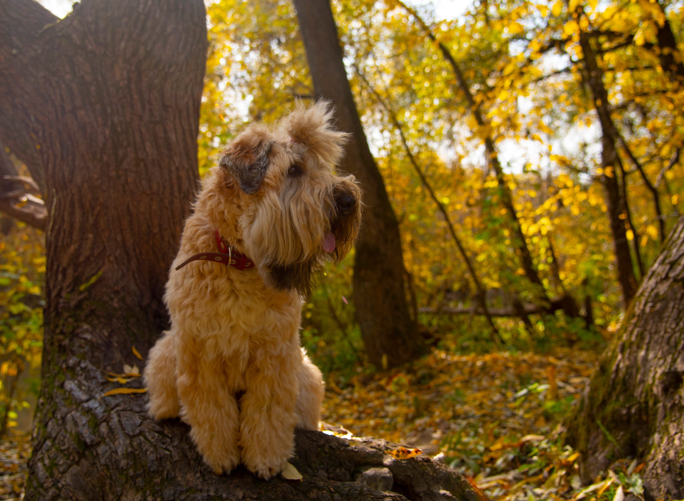 The Irish wheaten soft-coated terrier dog