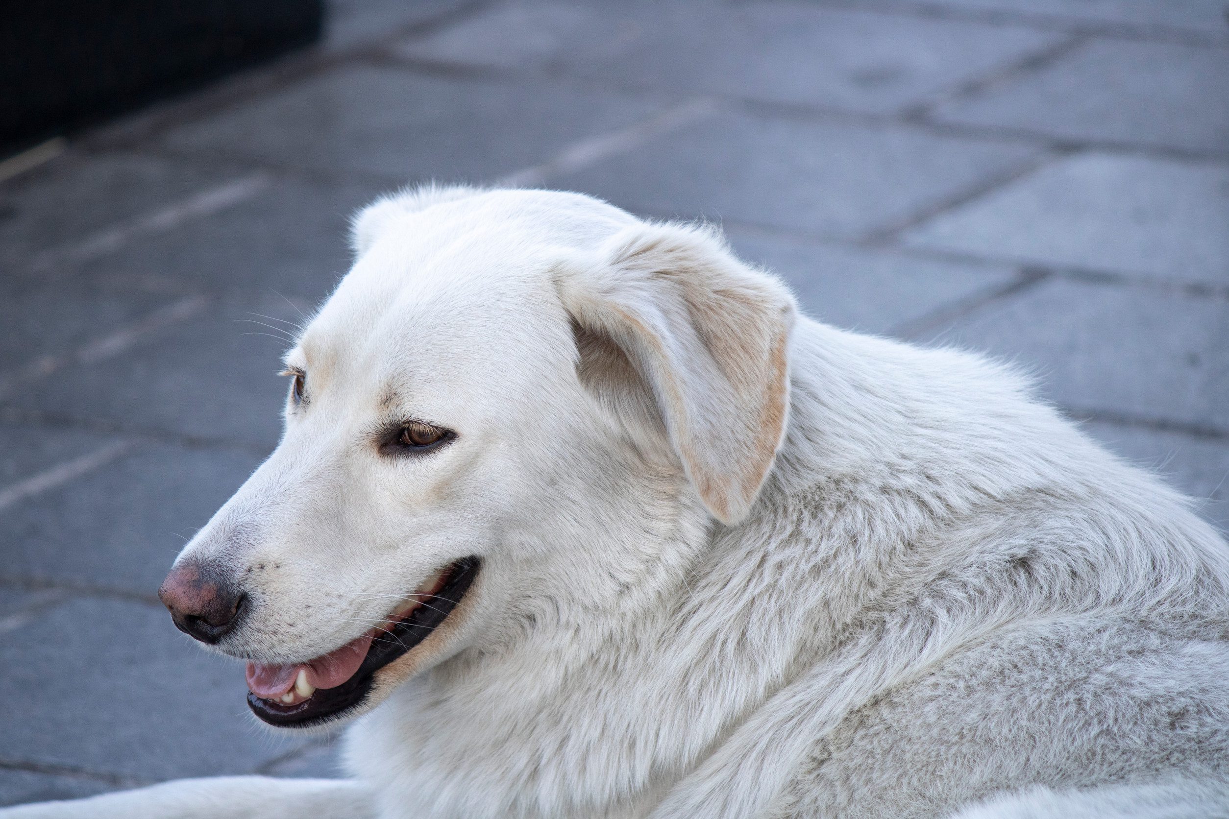 Homeless white dog lying down on the cobblestones.