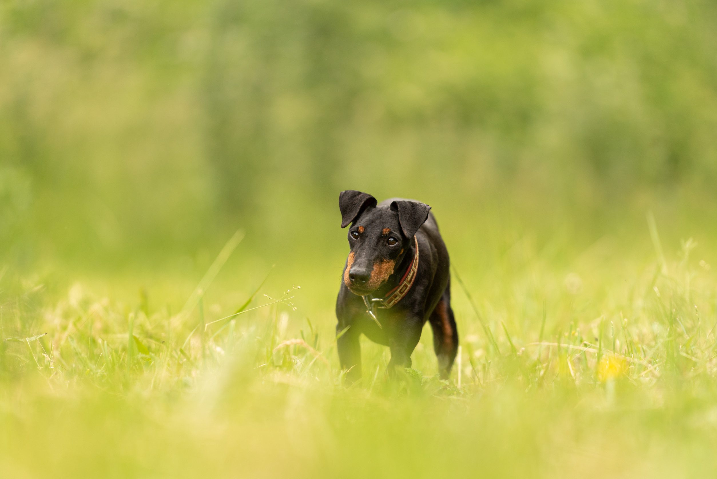 Lovely Manchester Terrier dog stands in a green meadow in front