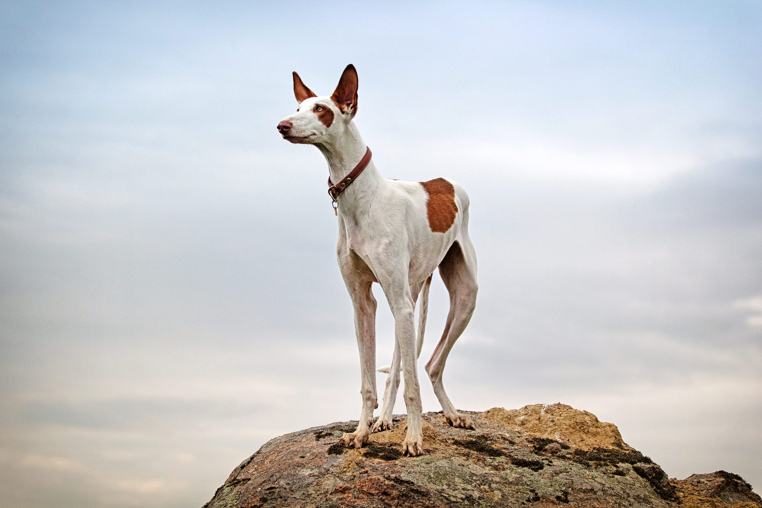 Ibizan Hound dog stand on a rock