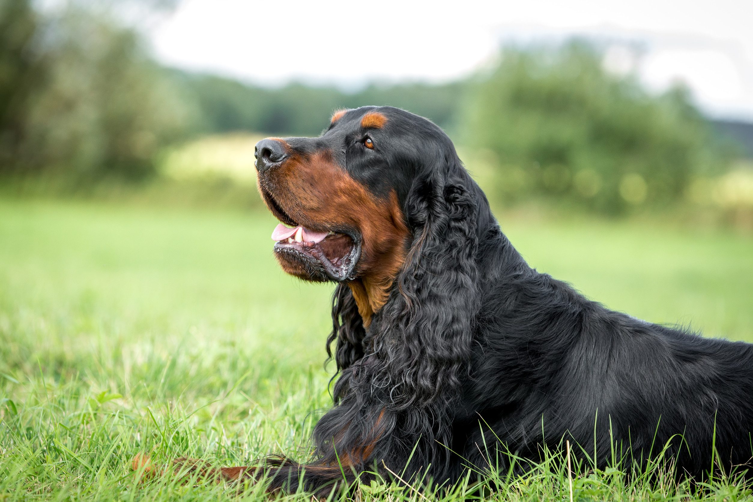 Portrait of a gorgeous setter Gordon lying on the green grass