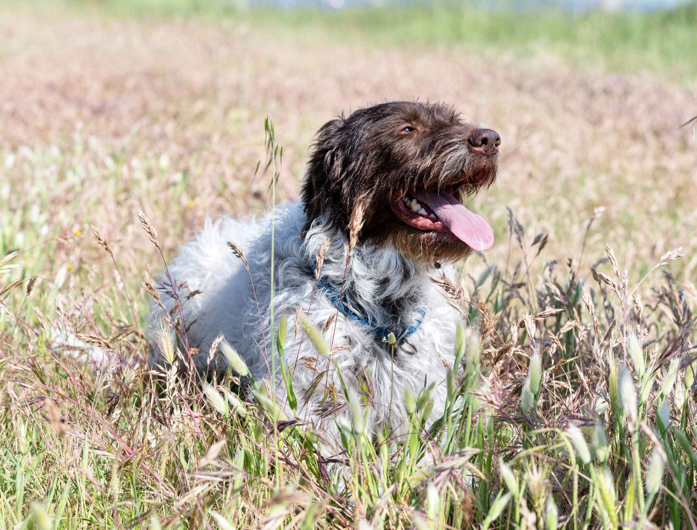 Wirehaired Pointing Griffon