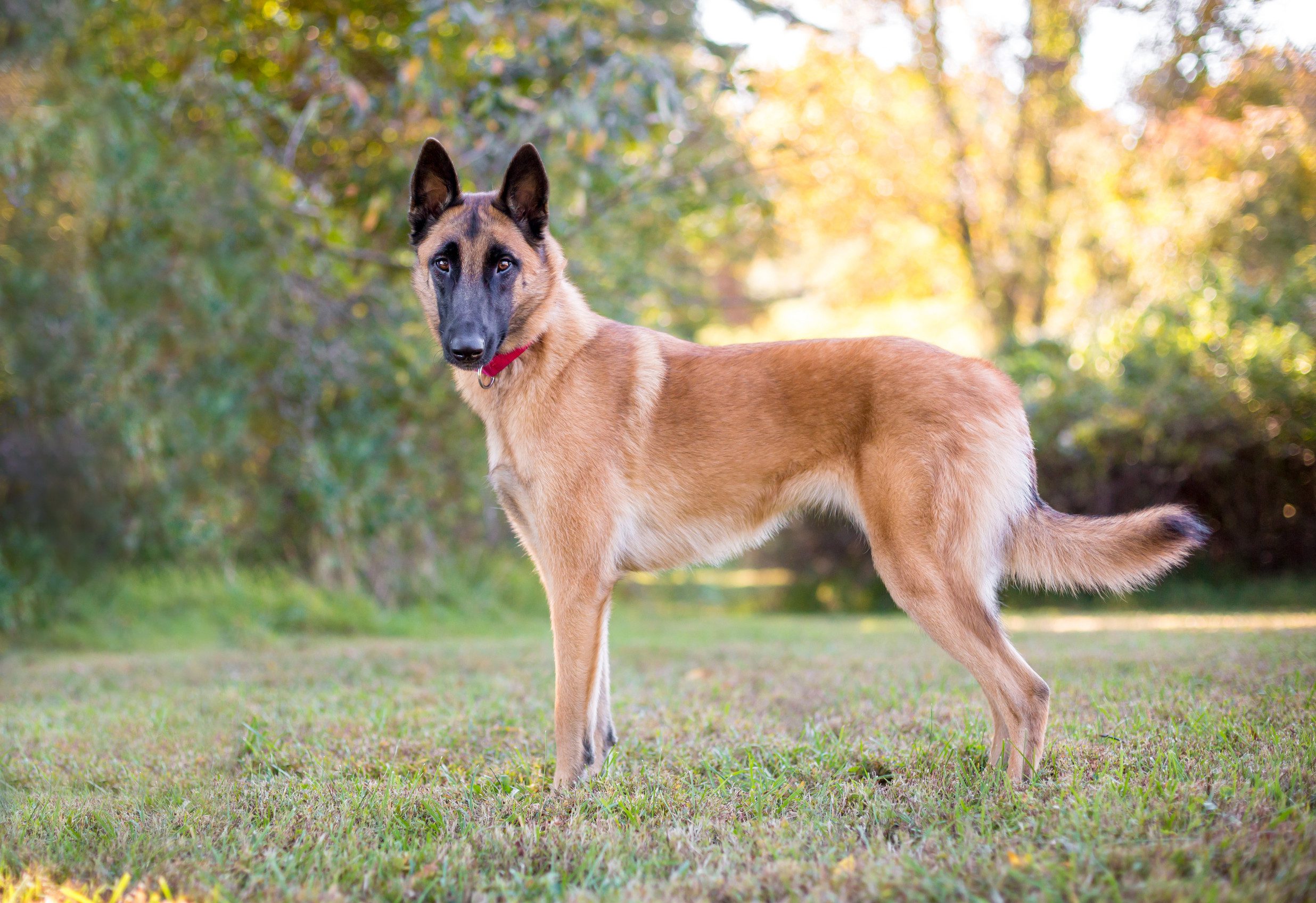A purebred Belgian Malinois dog outdoors
