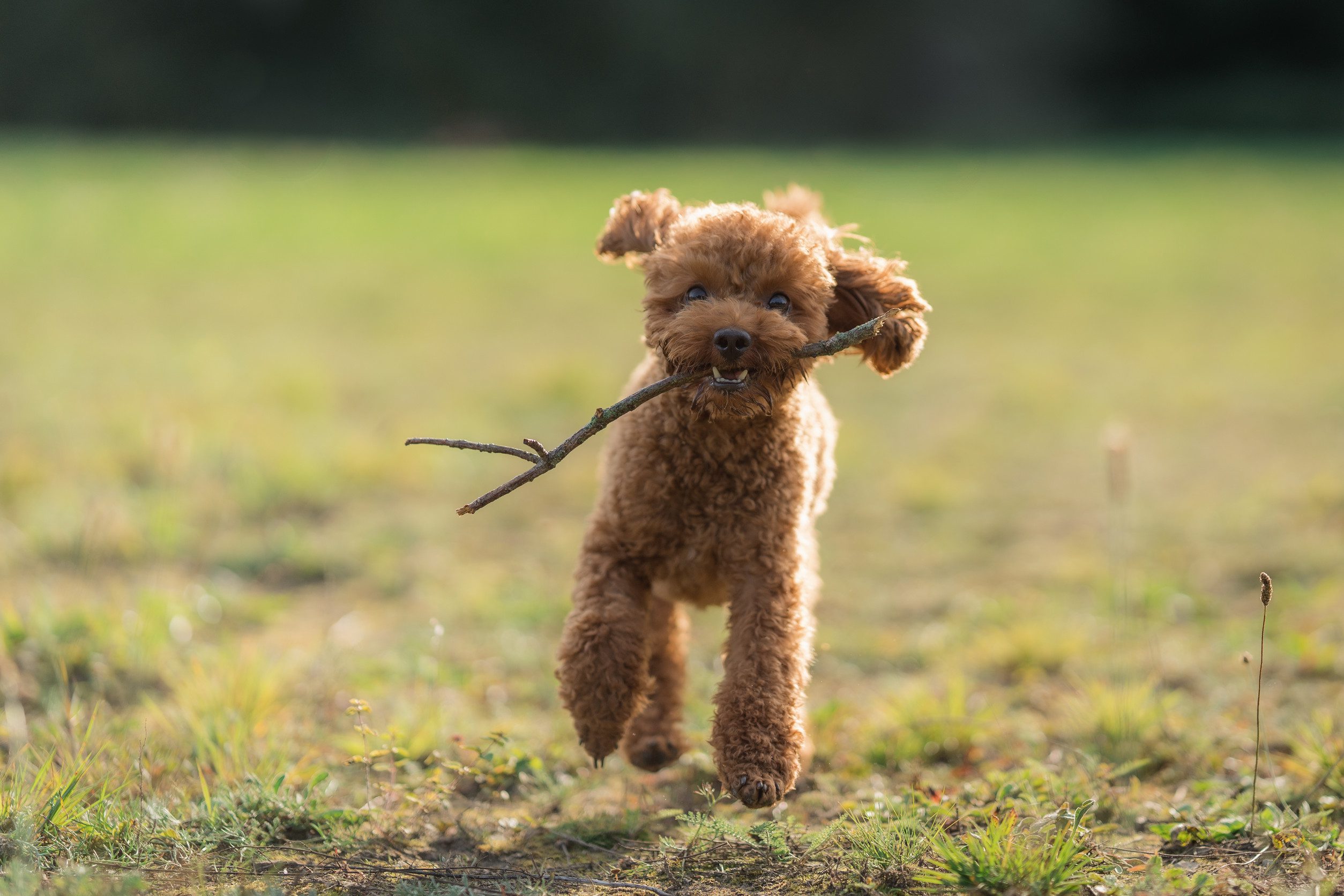 Brown toy poodle biting a soft wooden stick in mouth running towards the camera, trained, on grass. Happy toy poodle in the park