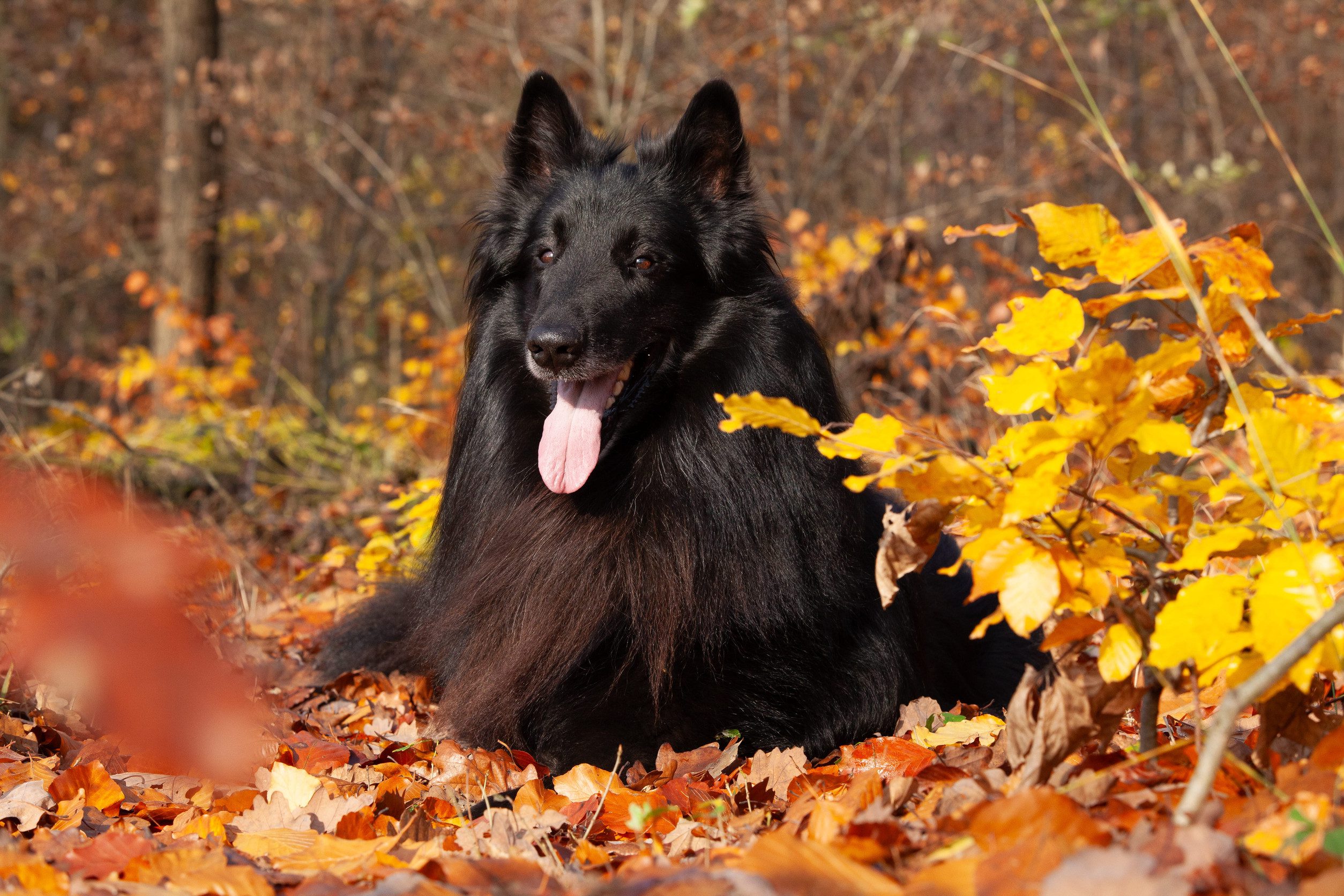 Amazing belgian shepherd, groendeael, lying in leaves in Autumn