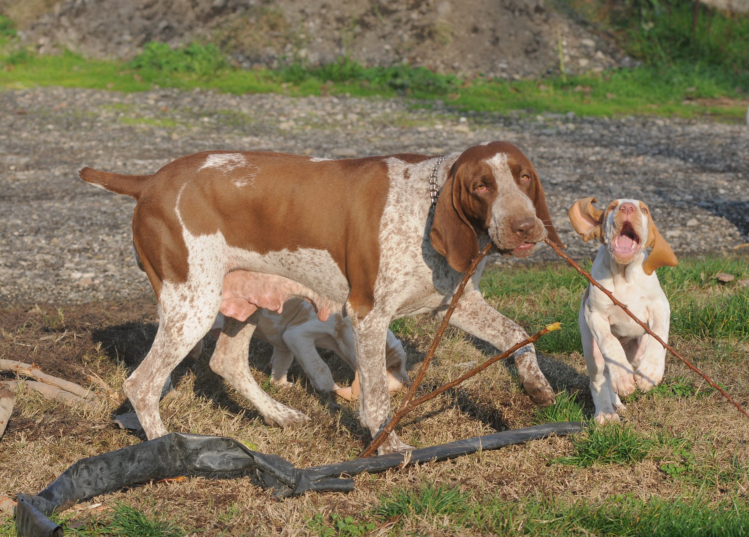 BRACCO ITALIANO