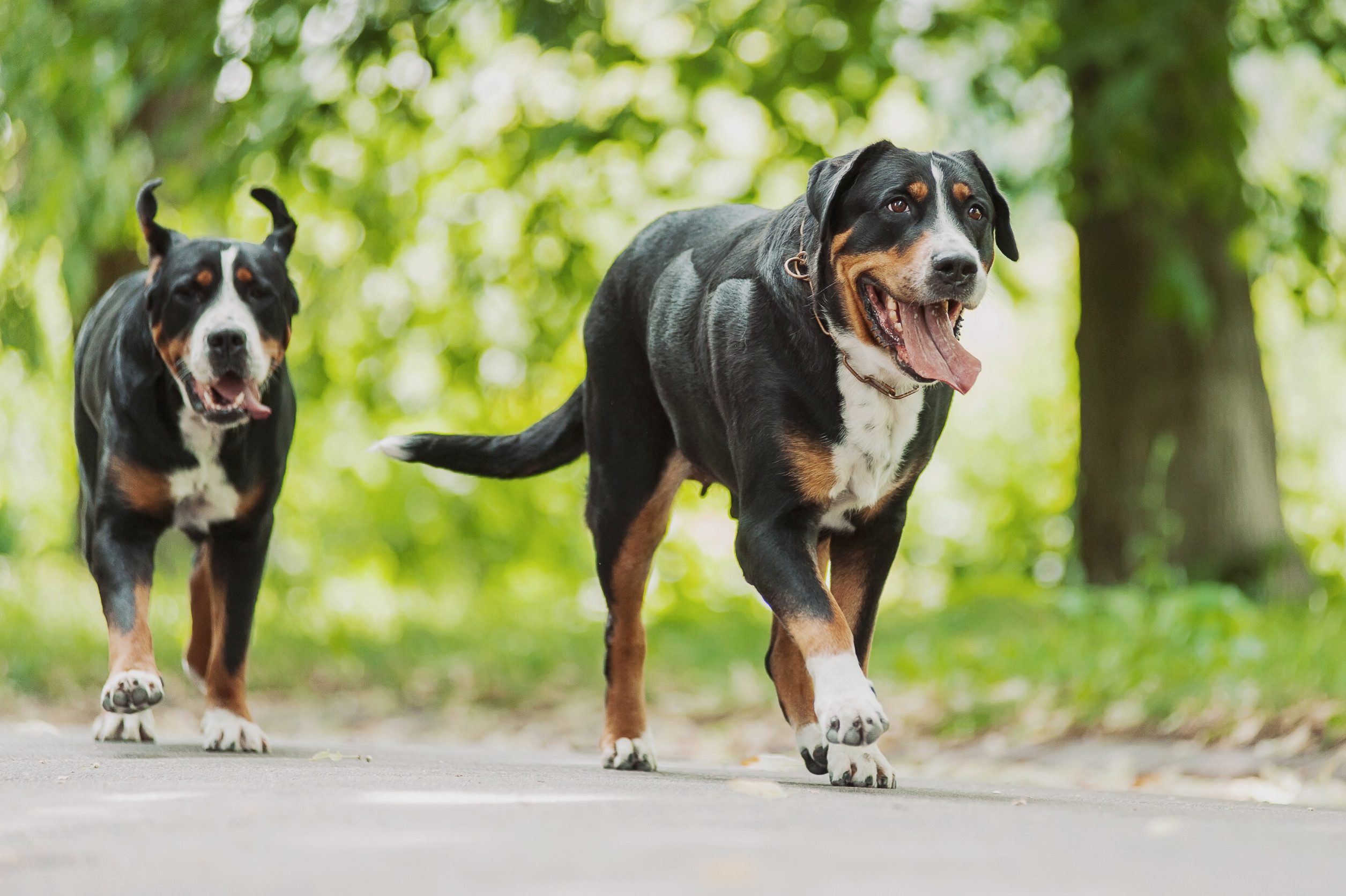 Greater Swiss Mountain Dog