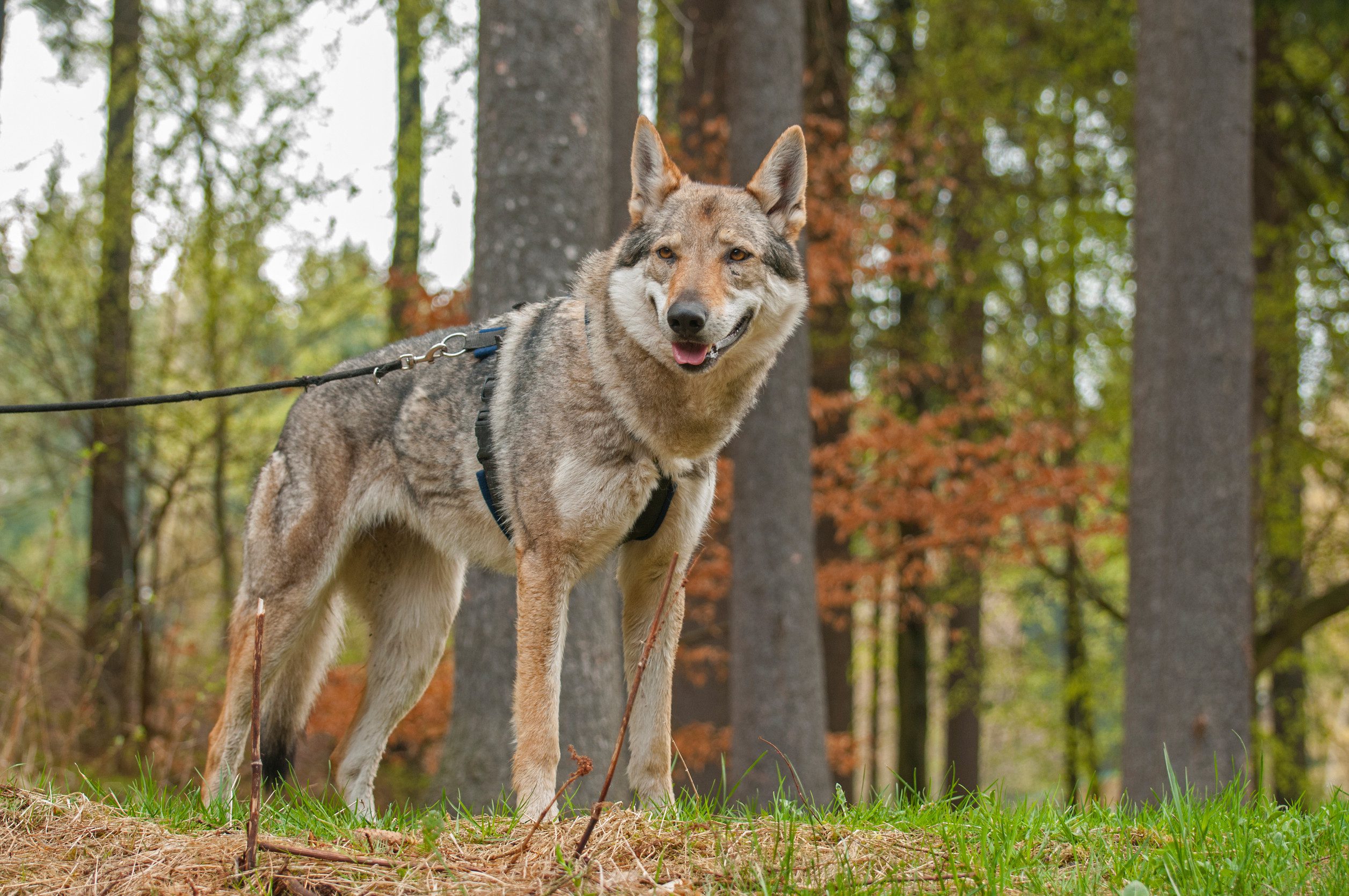 Czechoslovakian wolfdog;