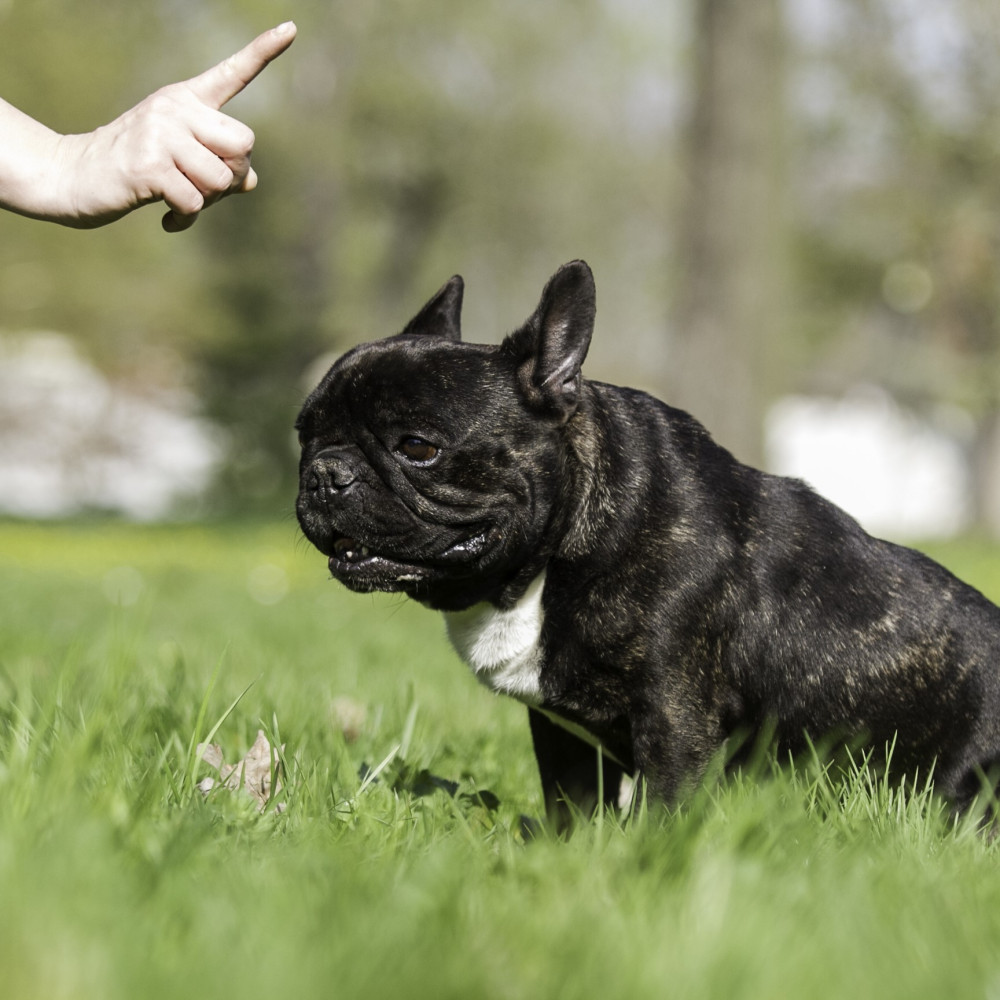 Watch Puppy Training 101: The Place Command