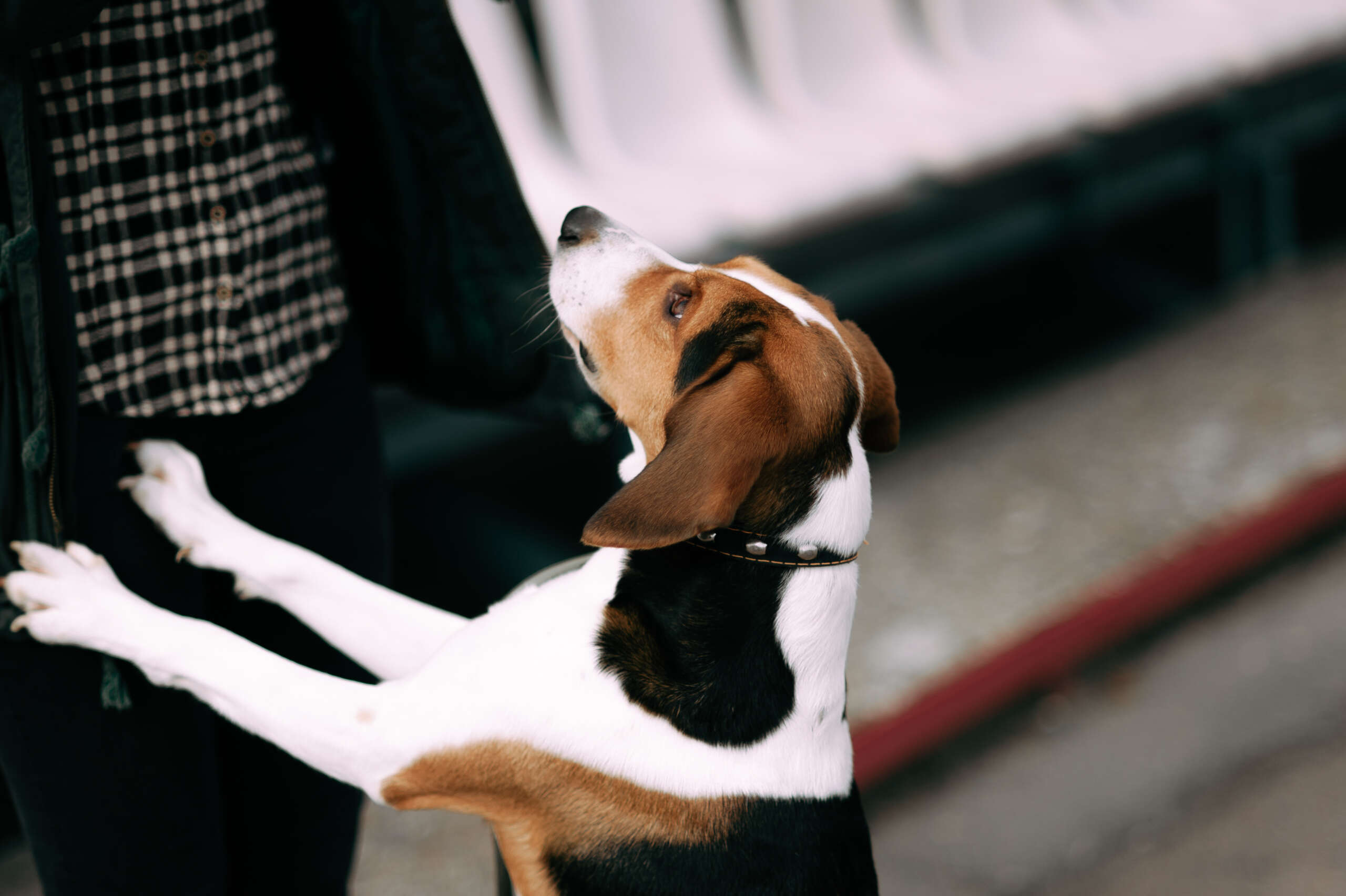 Young hipster girl with her pet estonian hound dog playing, junping and hugging and having fun outdoor at the old stadium.