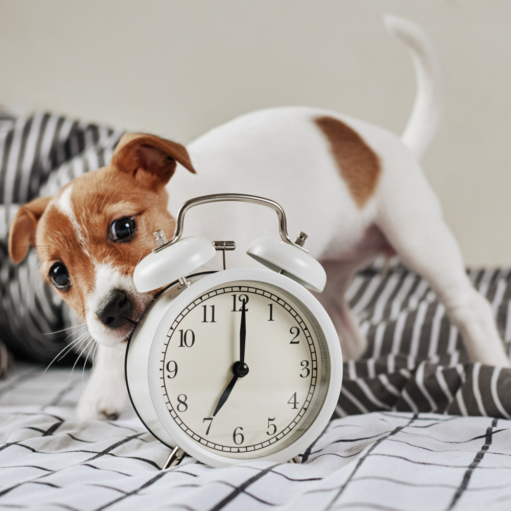 Watch Understanding the Importance of Timing in Your Training Routine