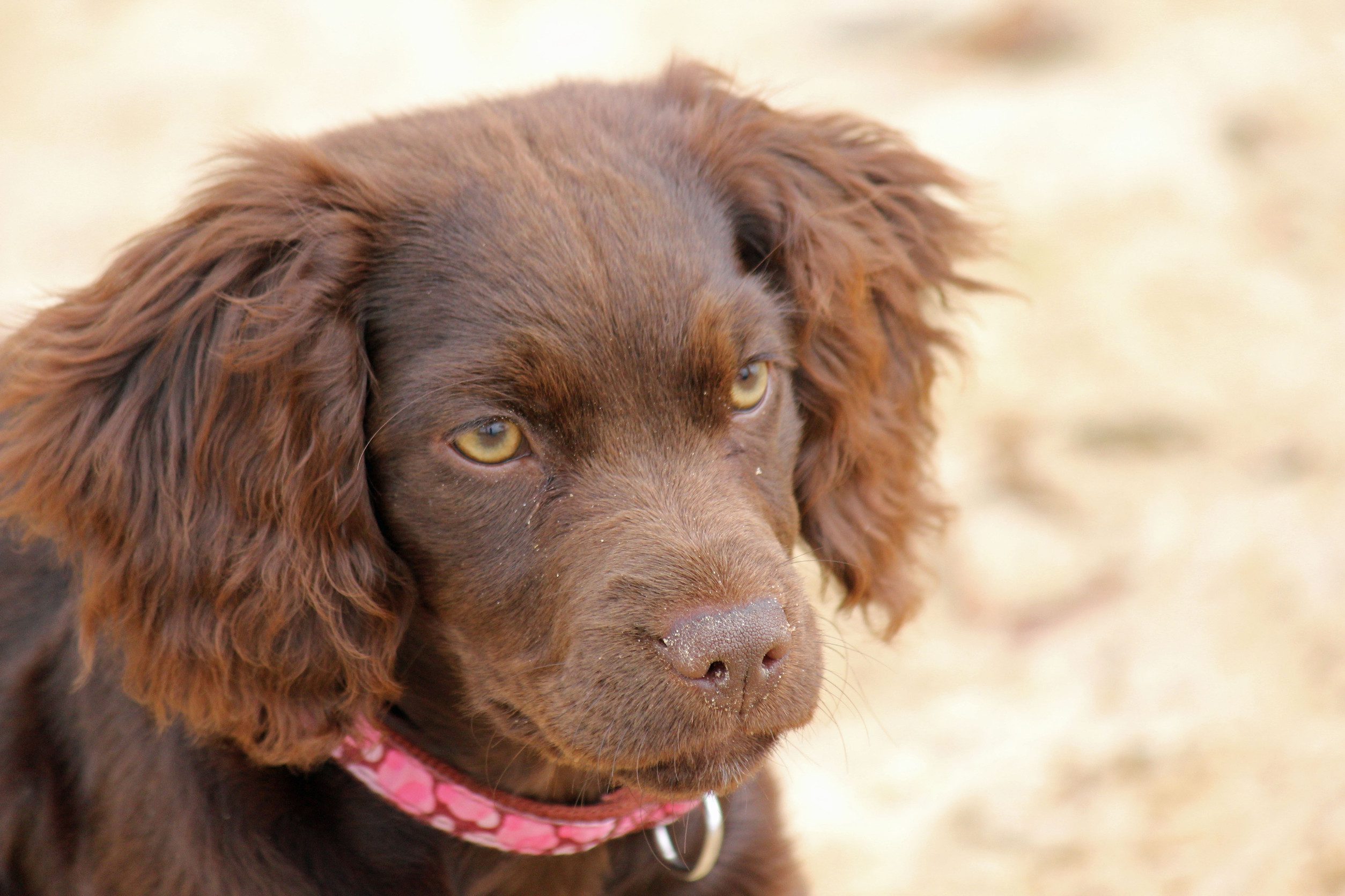 Curious Boykin Spaniel