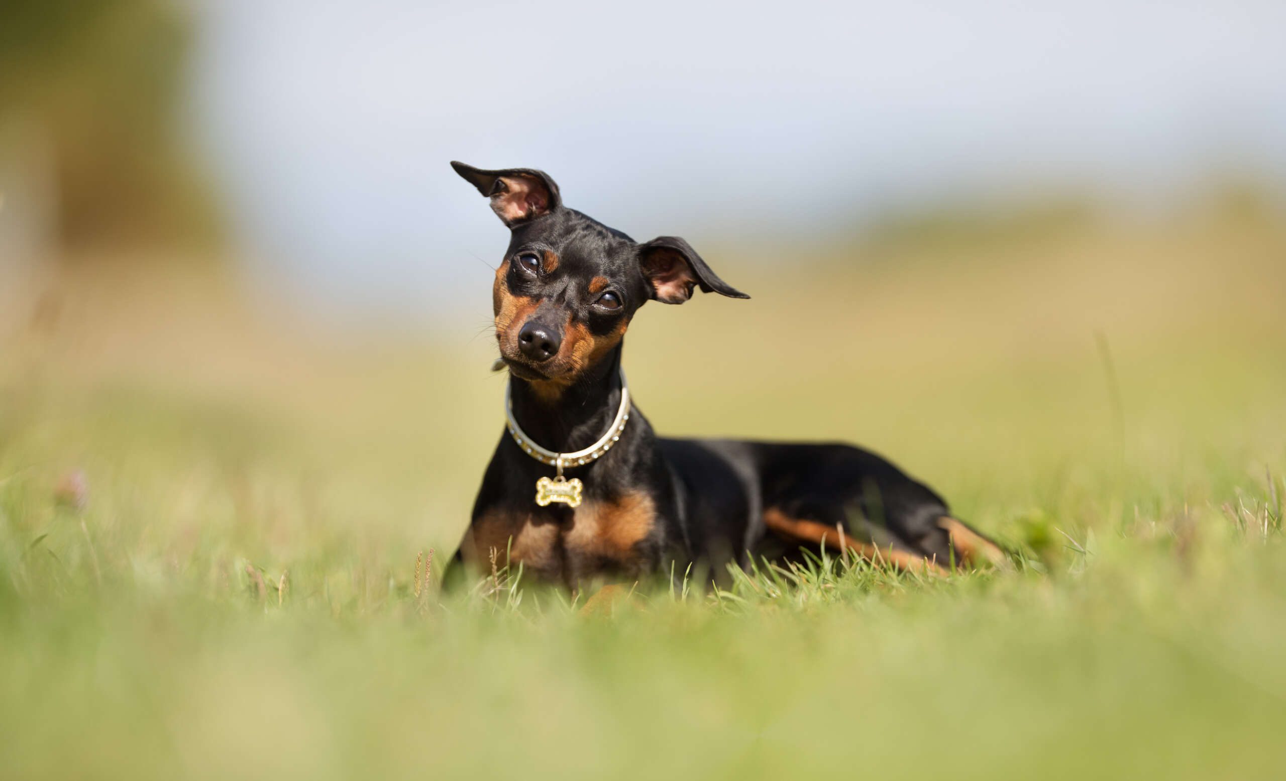German Pinscher Dog