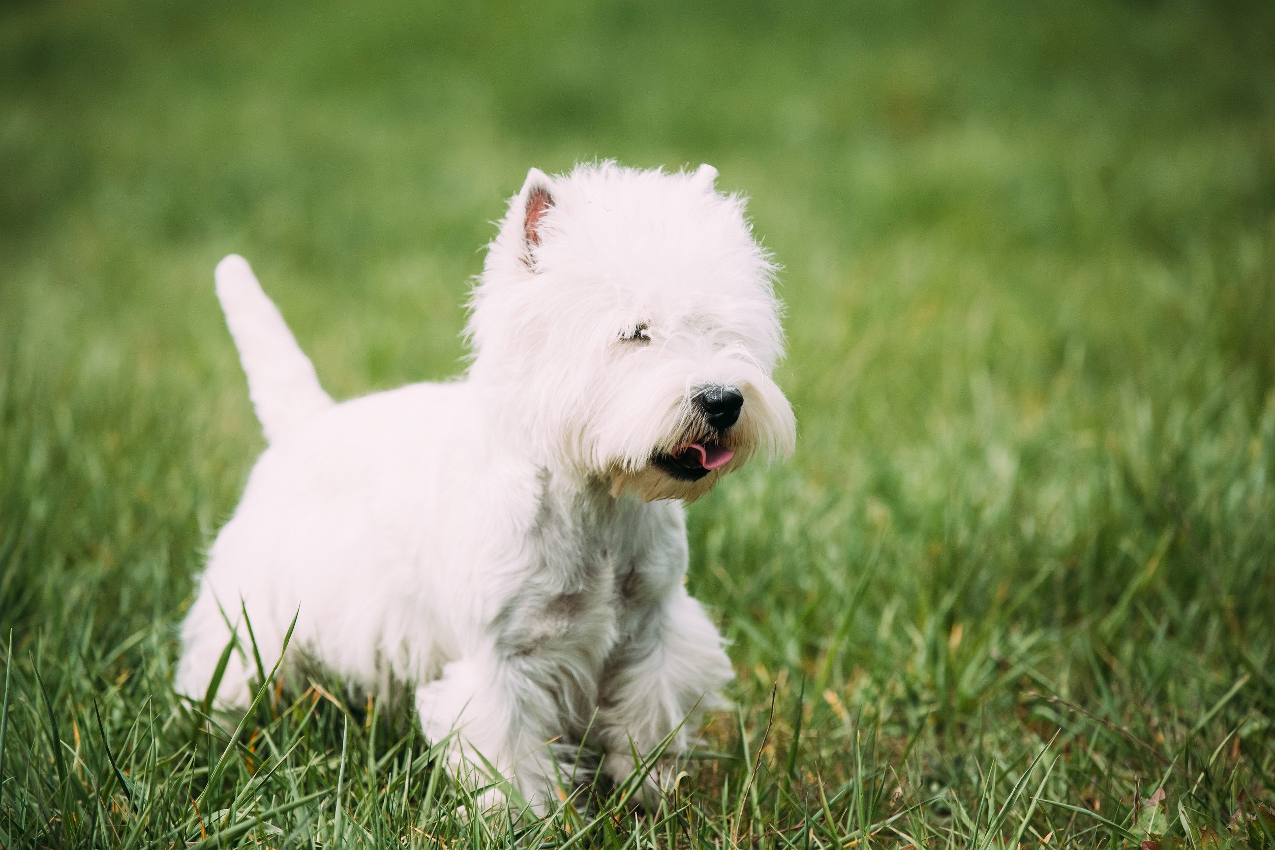 Small West Highland White Terrier – Westie, Westy Dog Running On Green Grass