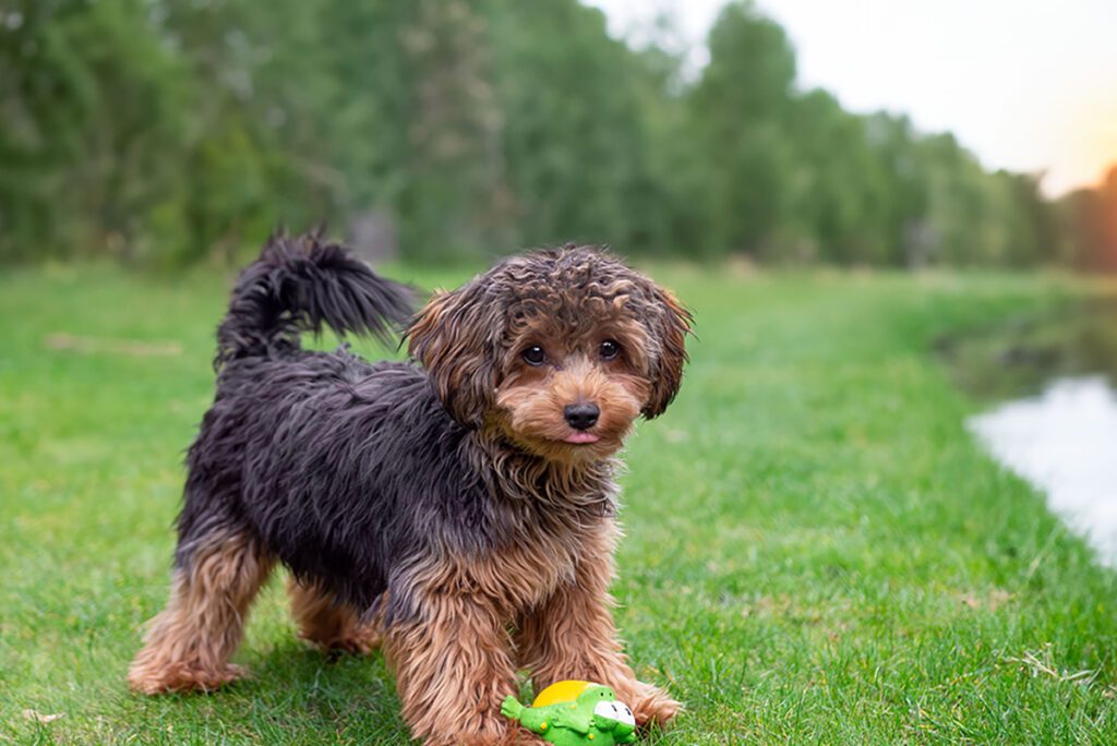 How to Adopt a Cavapoo in Florida