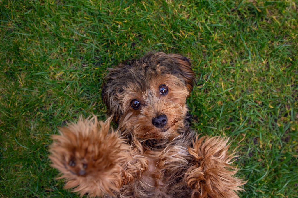 How to Adopt a Cavapoo