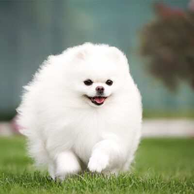 Pomeranian