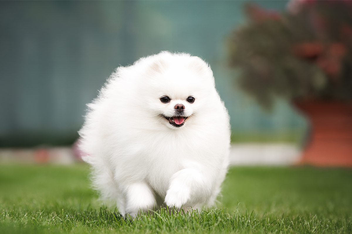 Pomeranian Adoption Guide