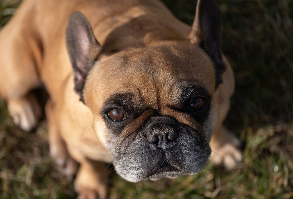 French Bulldog Adoption Guide