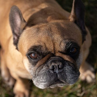 French Bulldog