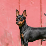 Miniature Pinscher