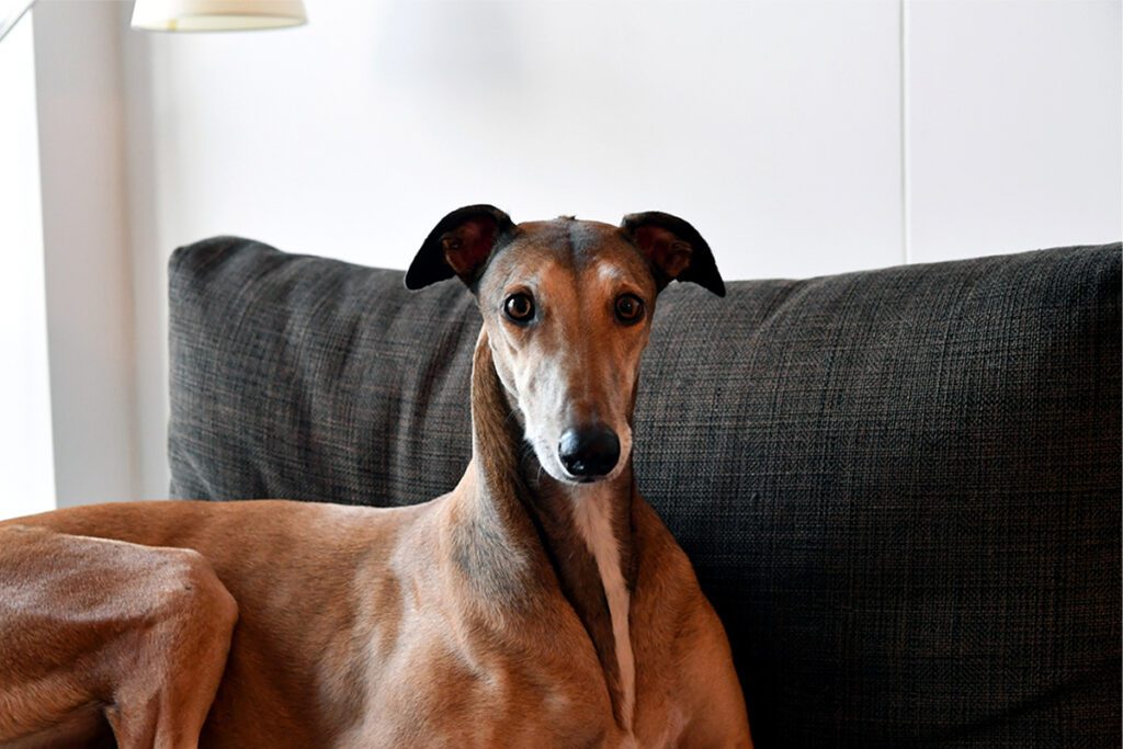 How to Adopt a Greyhound in Texas