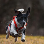 Rat Terrier