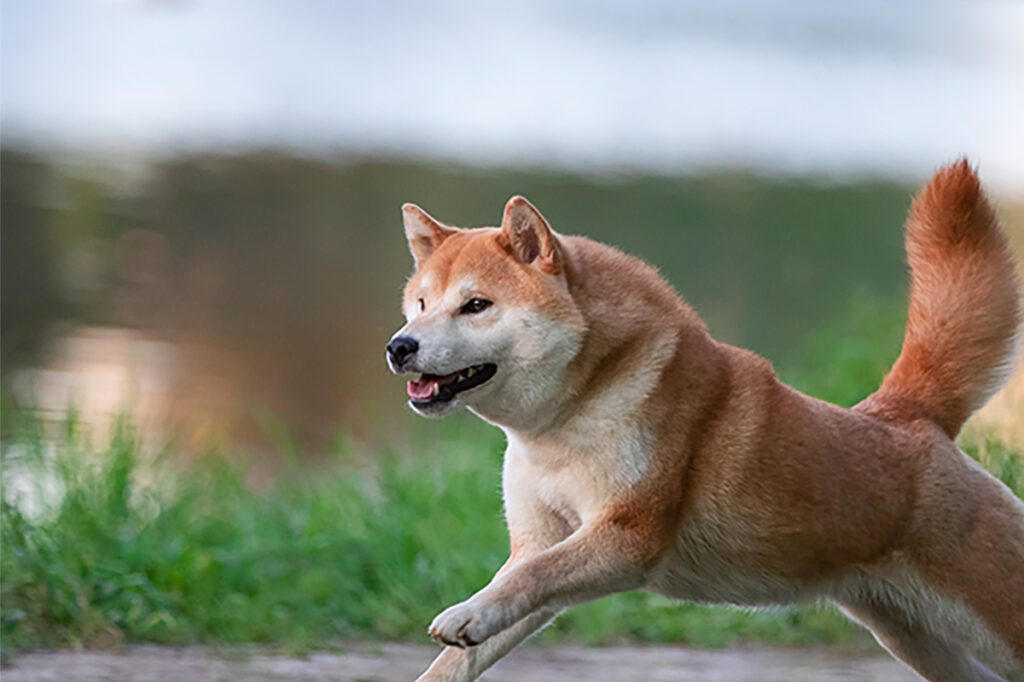 How to Adopt a Shiba Inu in Texas