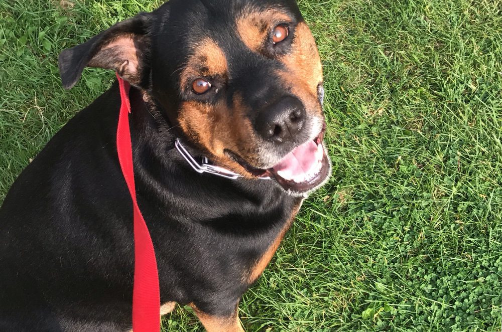 A tan and black pitweiler sits