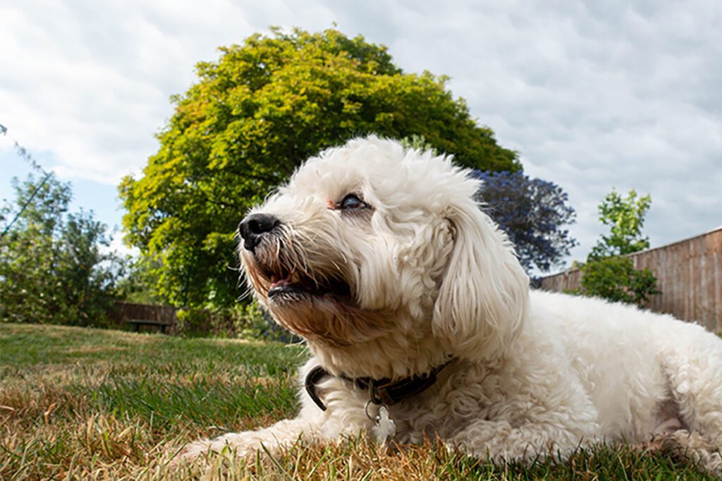 How to Adopt a Cavapoo in Pennsylvania