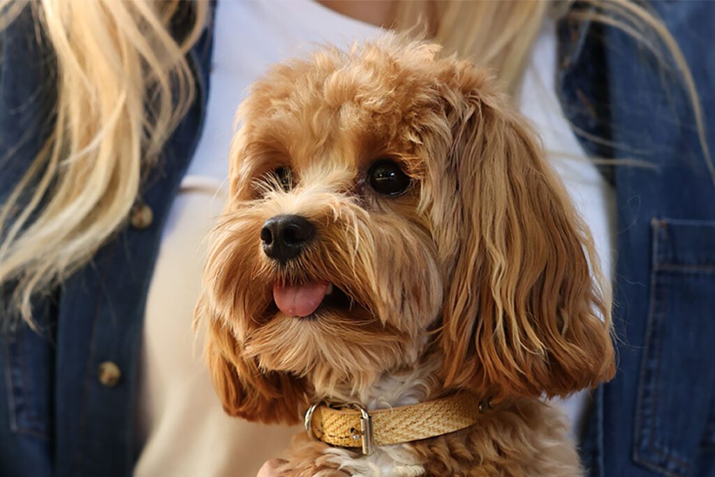 How to Adopt a Cavapoo in Texas
