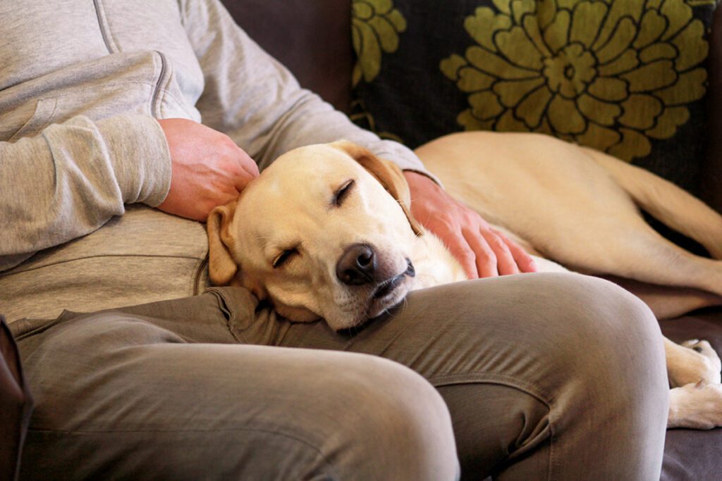 How to Adopt a Labrador Retriever