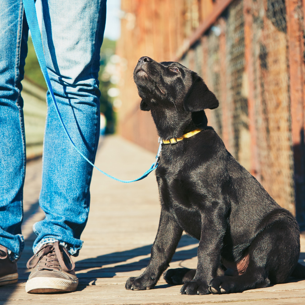 Watch Puppy Training Foundation Work: Month 2