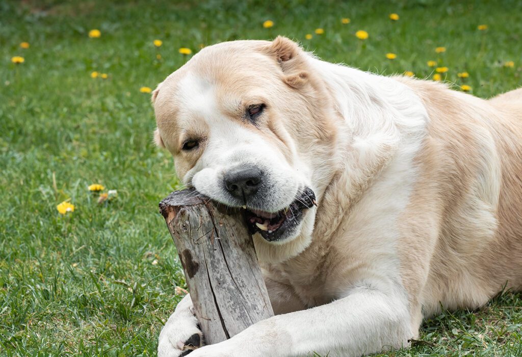 How to Adopt an Alabai