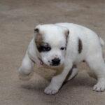 Alabai Puppies for Sale