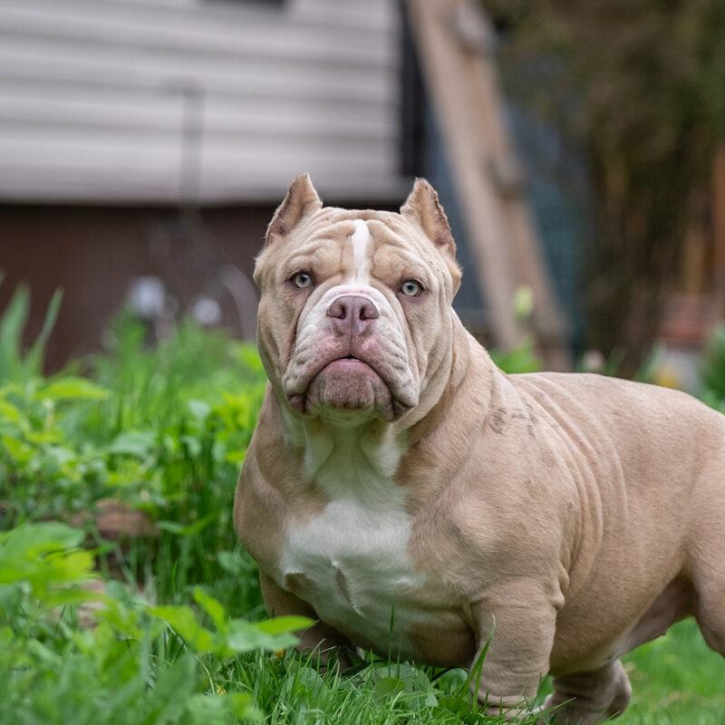 American Bulldog Main 1