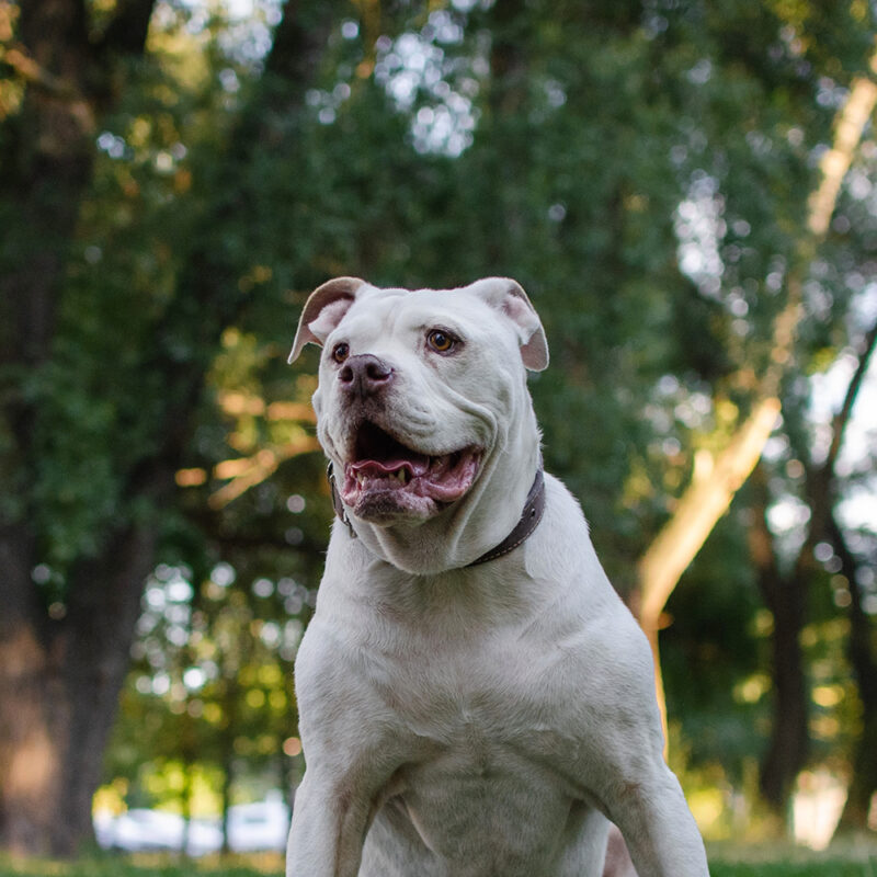 American Bulldog Main 2