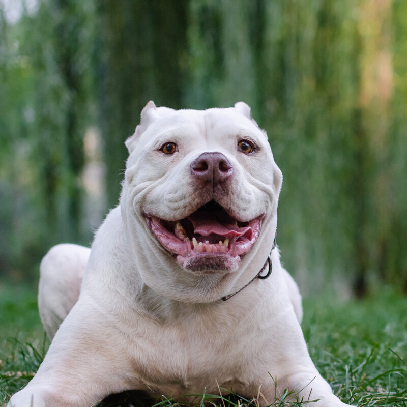 American Bulldog Main 3