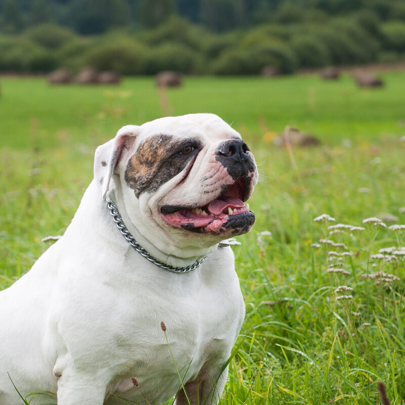 American Bulldog Main 4
