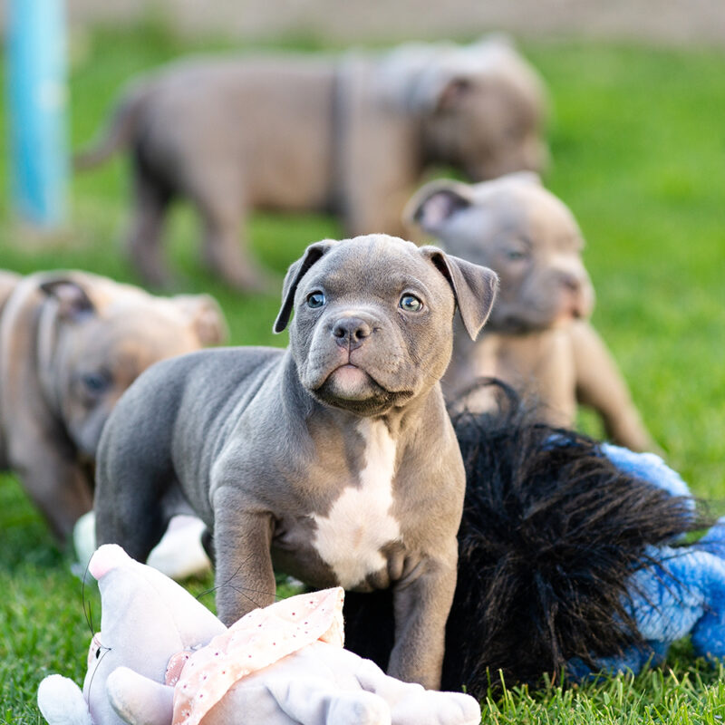 American Bulldog Main 5