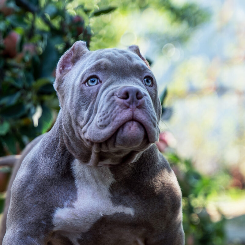 American Bulldog Main 6