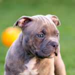 American Bully Puppies for Sale
