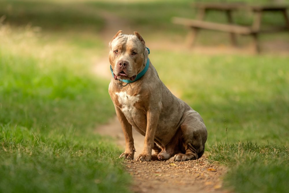 american bully sitting on dirt trail