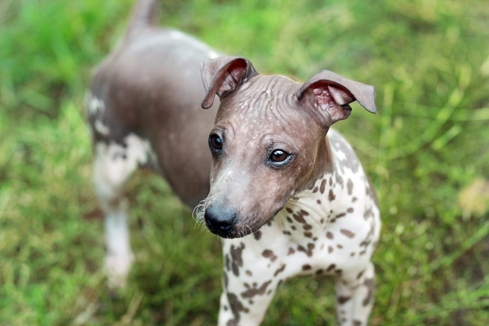 american hairless terrier looking off