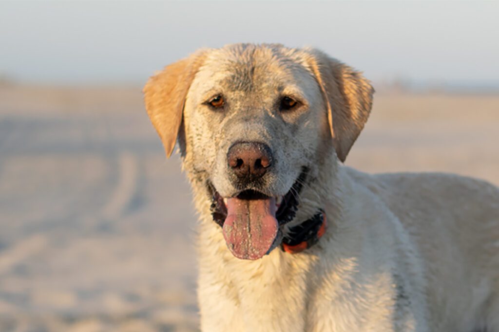 How to Adopt a Labrador Retriever in Florida