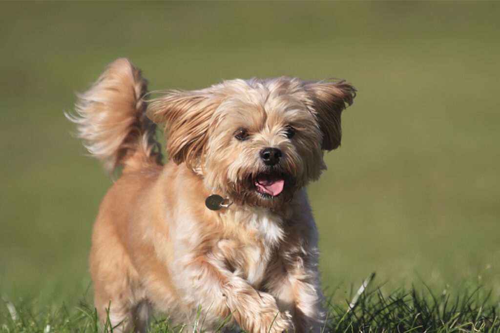 How to Adopt a Shorkie in Florida