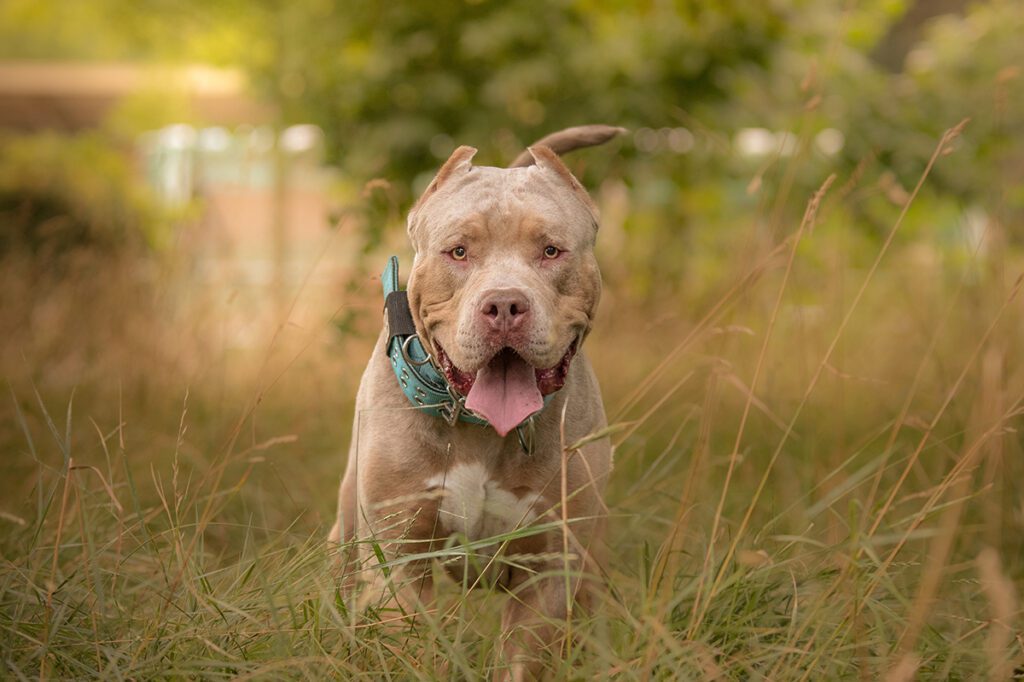 How to Adopt an American Bully