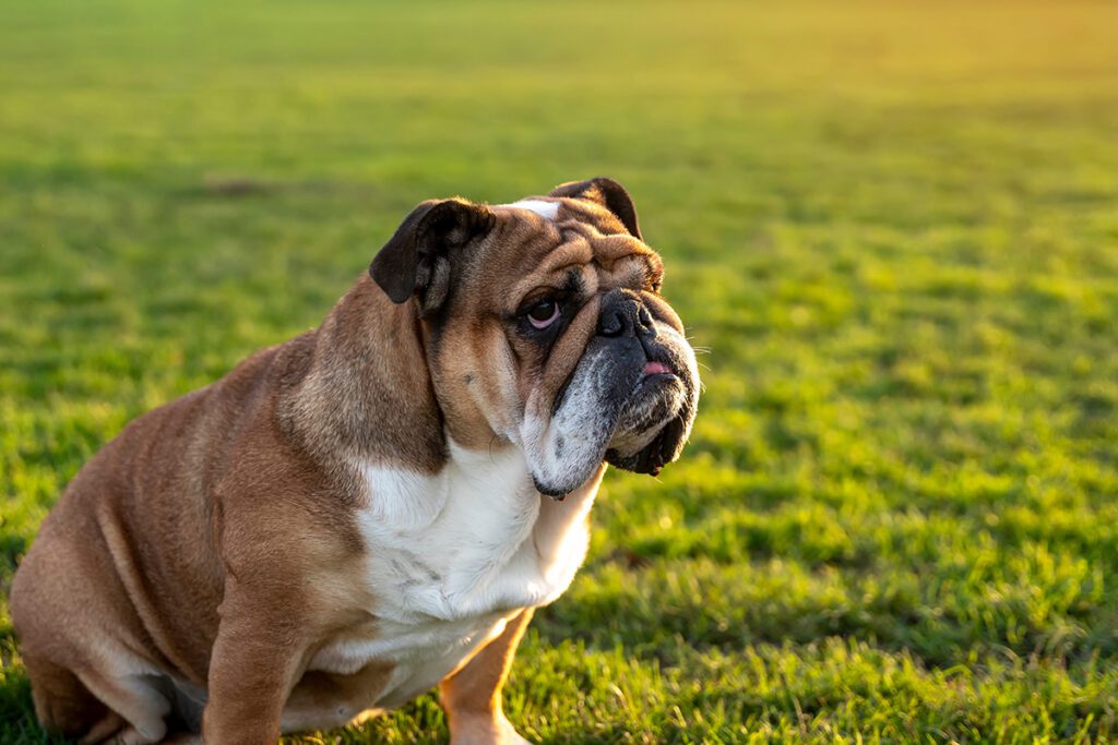 How to Adopt an English Bulldog