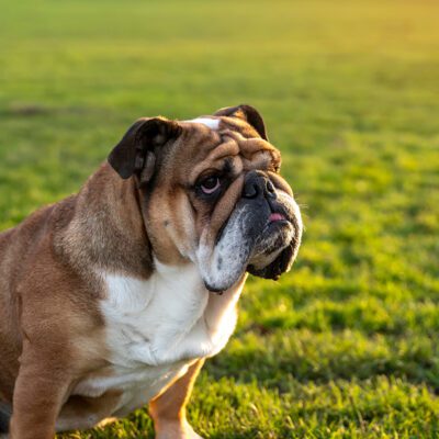 English Bulldog